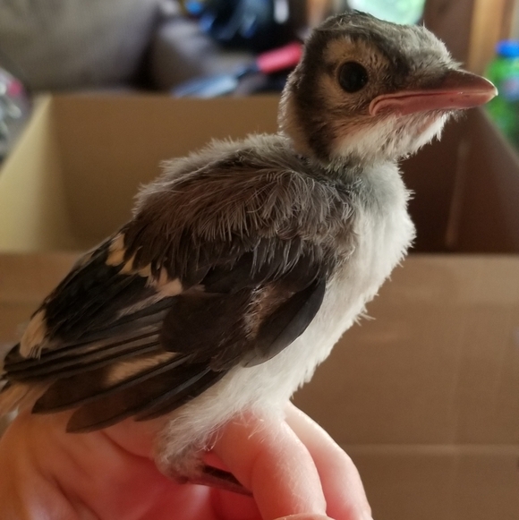 PLSreadBEFOREbuying! - Picture 8 of 16